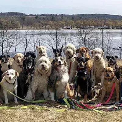 Dogs