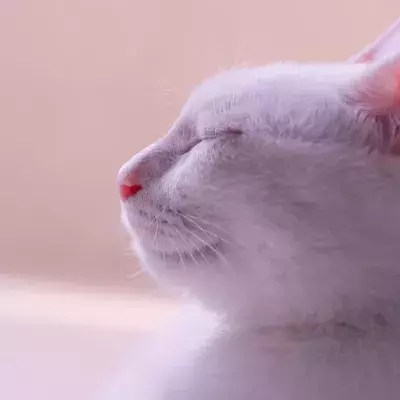 Don’t ignore these cat ear positions
