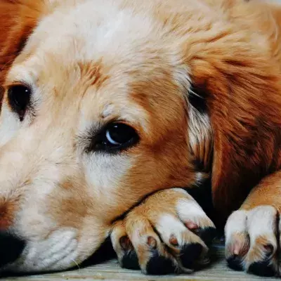 'Dumped like a piece of rubbish': rescue’s horror after 'hours-from-death' dog found abandoned in a park
