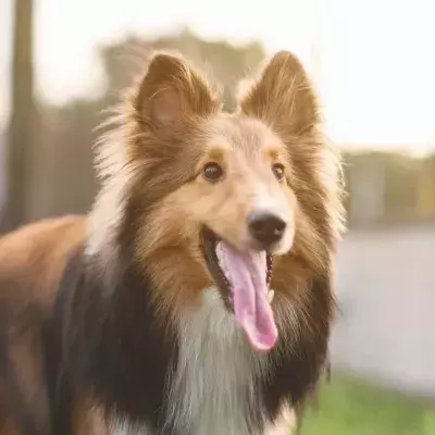 A dying dog miraculously survived and found a loving home with a vet nurse who helped with his recovery