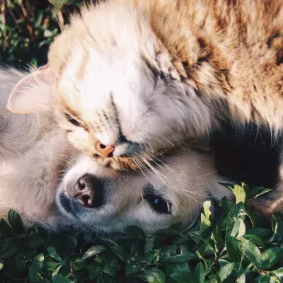 A dying dog's final cuddles with his feline 'best friend' will leave you in tears (VIDEO)
