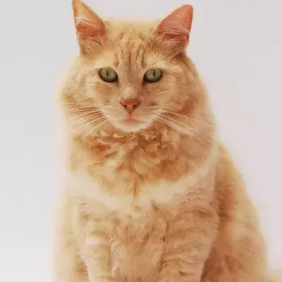 Ever wonder how many surfaces your cat’s bum touches in your house? Here is the surprising truth