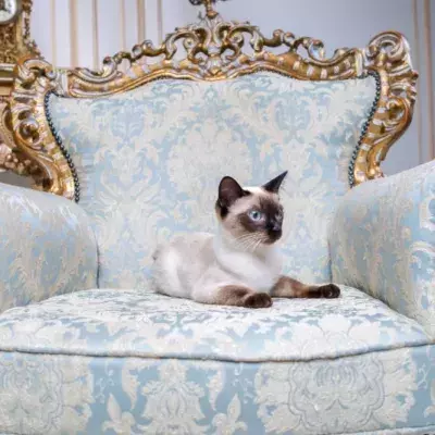 Expensive cat