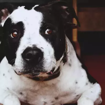 Extreme cruelty as this new mama dog was separated from her puppies and dumped, tied to a tree 