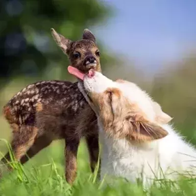 Fawn