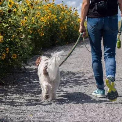 Feeling bored on dog walks? Test these 5 original ideas to make them fun again