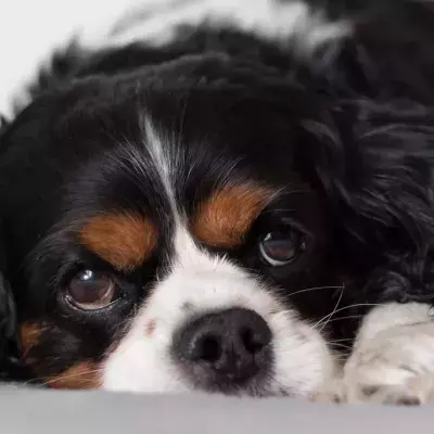 Firefighters' shock as the owner knowingly left this adorable spaniel in a hole for three days 