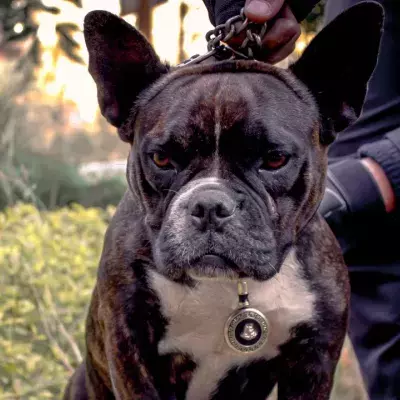 Five dogs are put down following a deadly attack on a woman 