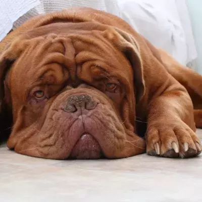 Floods of tears as this terminally ill dog gets adopted by a woman who'll love her till the end