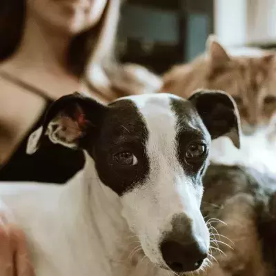 To foster or not to foster: 5 most common animal fostering myths debunked