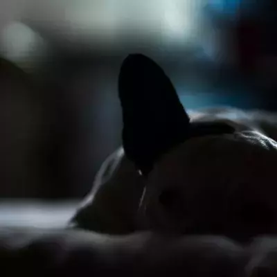 French Bulldog