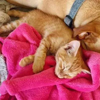 Friendship Dog Cat 