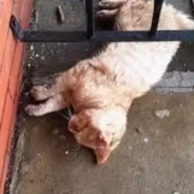 A frozen cat on a porch