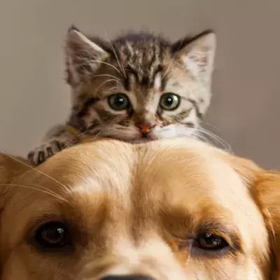 A furry fried for your furry friend.