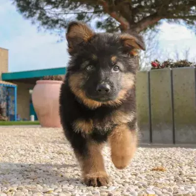 This German Shepherd puppy has an unusual illness