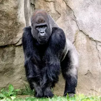 This giant gorilla started acting weird suddenly, here’s the reason why