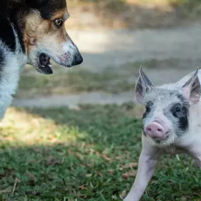 A giant half-blind dog adopts a baby piglet, and their unusual bond is heartwarming (VIDEO)  