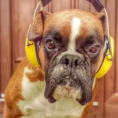 Good News For Pet Lovers: You Can Now Create A Playlist For Your Pet On Spotify