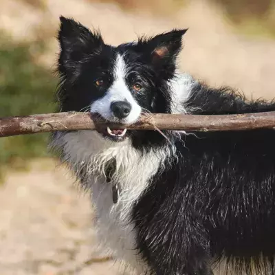This gorgeous Collie who may lose an eye spent ages in the shelter and is longing for a loving home 
