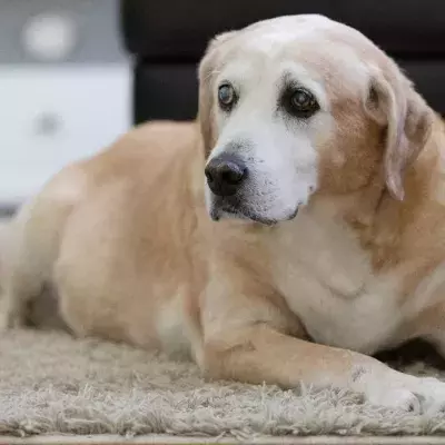 This grieving family were surprised by a letter from their vet 