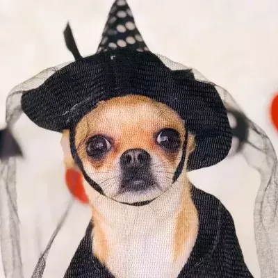 Halloween: 10 dog costume ideas that are so hilarious they'll make your day