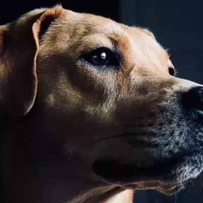 'He has to make it': this abandoned pup was found with a bullet hole in his head (VIDEO)