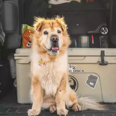 Heading on a road trip with your dog? Keep your pet safe and comfy with these 5 tips