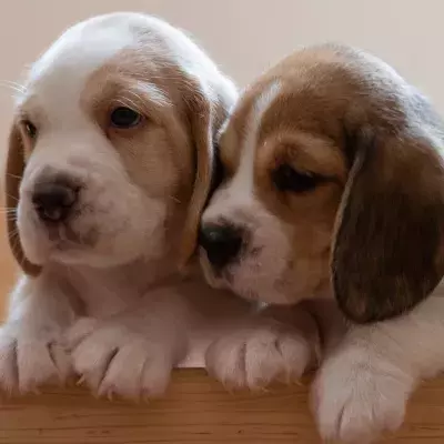 Heartbreak after an abandoned puppy was found ‘curled up next to her deceased brother’ 