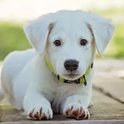 Heartbreak before Christmas: a dog was abandoned in blistering cold in December