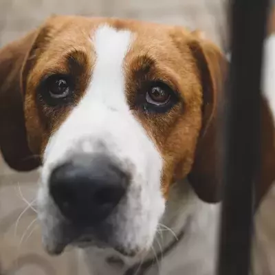 Heartbreak as a dog was cemented into the sidewalk and left to die 