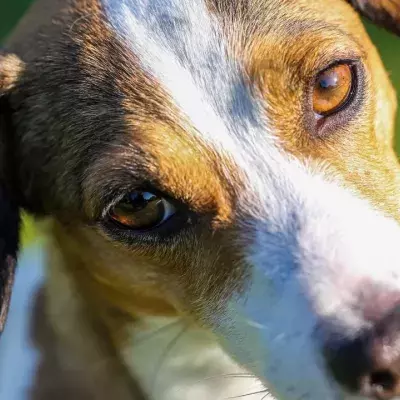 Heartbreak as a dog was discarded in a pillowcase together with 'soiled nappies'