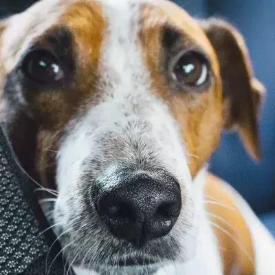 Heartbreak as a dog was found dying in a house littered with rubbish, faeces and drug sharps