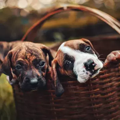 Heartbreak as dying puppies were dumped on a playground for children to play with 