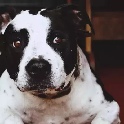 Heartbreak over an abandoned dog left behind to eat plastic and ‘crawl with maggots’ 