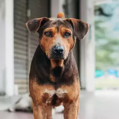Heartbreak over an abandoned dog that was once a ‘much-loved pet’ 