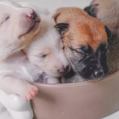 Heartbreak over a litter of six starving puppies found abandoned in a drain