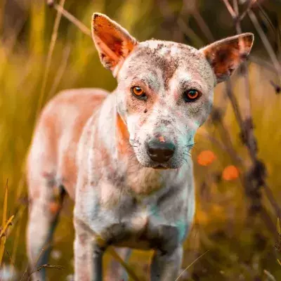 Heartbreak over a malnourished hairless puppy dumped at a car wash 