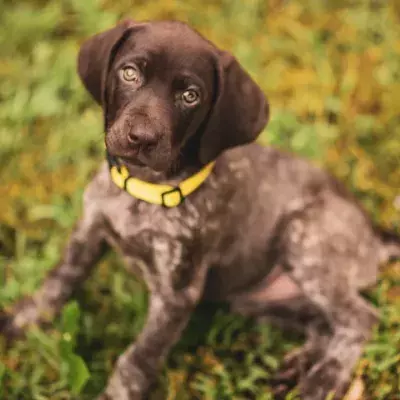 Heartbreak over a traumatised puppy who fell from a balcony twice and needs costly vet care