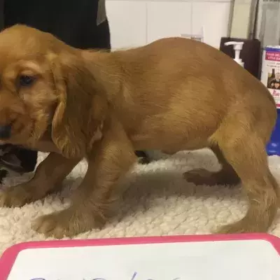 Heartbreak as a puppy found ‘tortured’ with a cable around his neck in a breeding house
