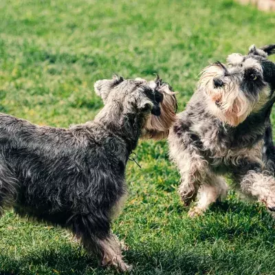Heartbreak as these tiny helpless dogs could barely see when they were dumped in a field 