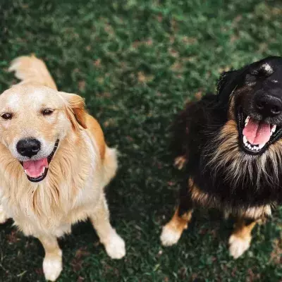 Heartbreak as these unwanted old dogs were dumped in the shelter (VIDEO)