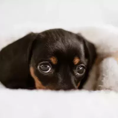 Heartbreak as a weeks-old puppy with a ruptured eye was left to die in a layby 
