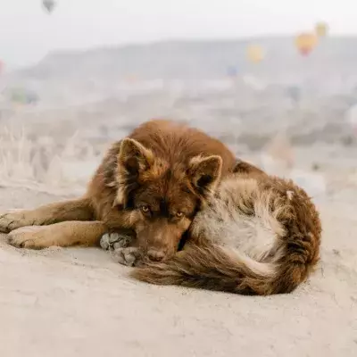 This heartbroken abandoned dog is found sleeping on an old couch at a rubbish dump (VIDEO)