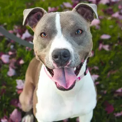 This heartbroken dog had to be left behind after its owner got terminally ill