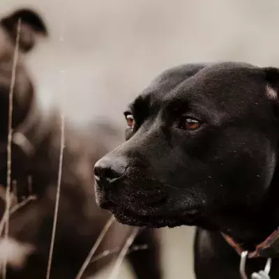 This heartbroken dog who saw her friend starve to death overcame the trauma and found a new home 
