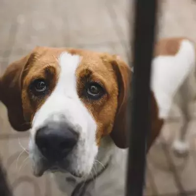 This heartbroken dog who suffered ‘domestic abuse’ still can't find a place to call home 