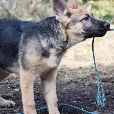 Heartbroken ‘new mum’ dog was taken away from her puppies and dumped in the park 