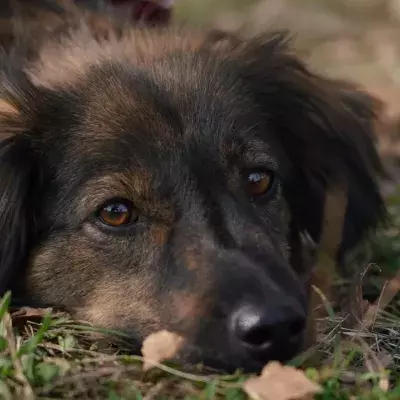 This heartbroken pup can’t bear to spend another Christmas in kennels and urgently needs a home 