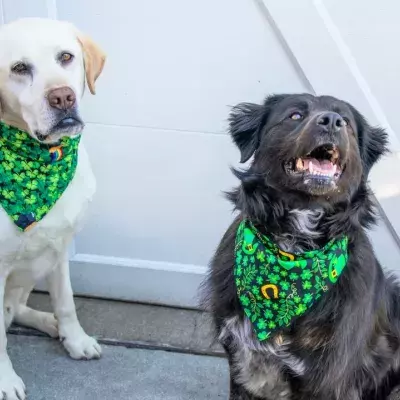Hearts melt as these bonded dogs reunite and share a long kiss after weeks apart (VIDEO)