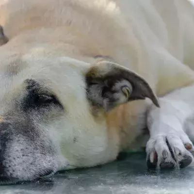 This heavily pregnant dog was heartlessly dumped in freezing weather 